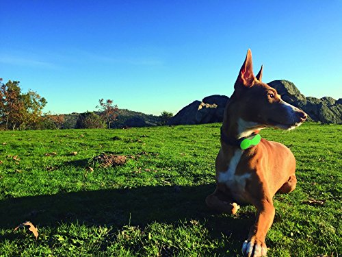 Dondo® localizador GPS para perros, gatos y otras mascotas. Rastreador - Tracker de animales.