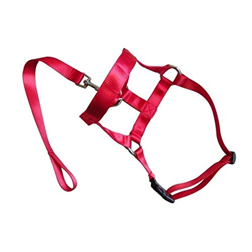 Dunyue El Negro Rojo del Entrenamiento del Perro Collar de Nylon Perros Halter Azul Colores S-XXL Perro Tamaños (Color : Red, Size : L)