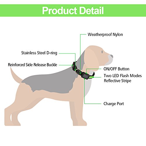 Focuspet Collar LED para Perros, Collar de Collar Luminoso para Perros con LED USB y Collar de Seguridad para Cuello y Collar Ajustable.38-48cm Verde M