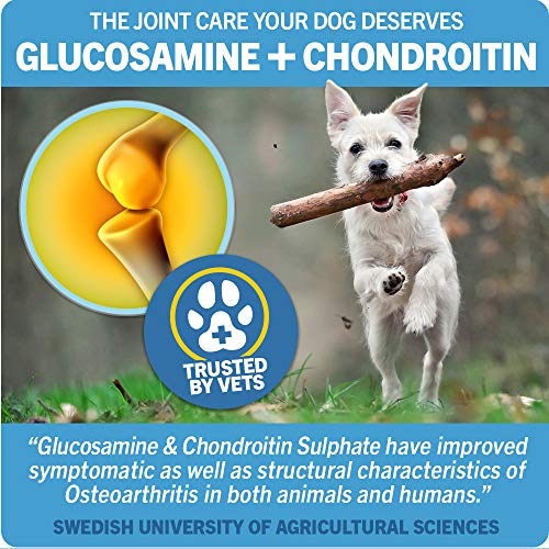 JOINTSURE Bolsa Grande de 300g glucosamina y condroitina para Perros. Polvo 100% Puro y Natural – Sin aditivos. De acción y absorción rápida. Cuchara medidora incluida.