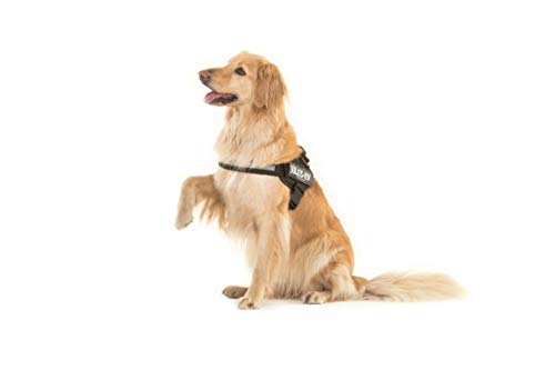 Julius-K9 16IDC - Power Harness