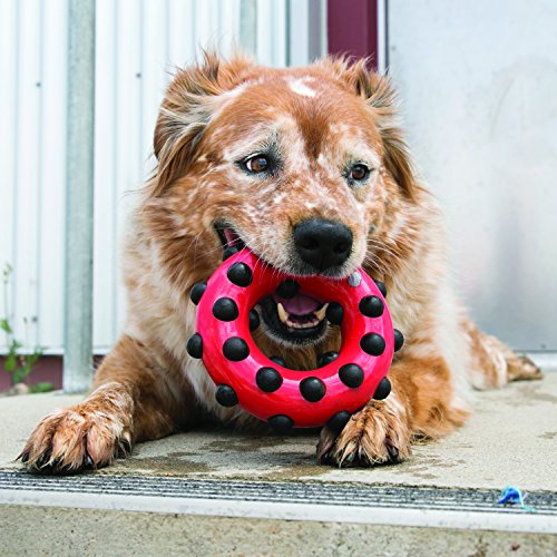 KONG - Dotz Circle - Juguete mordedor para perros, ideal para jugar - Raza grande