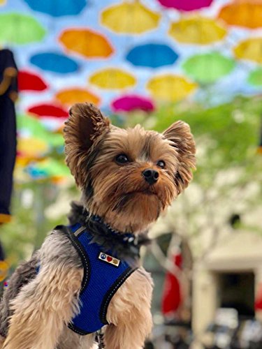 Pawtitas Arnes de Tela Antitirones Perro y Cachorros, Chaleco Acolchado para Mayor Comodidad, diseño Resistente, Ajustable y Transpirable Extra Extra Pequeño Azul