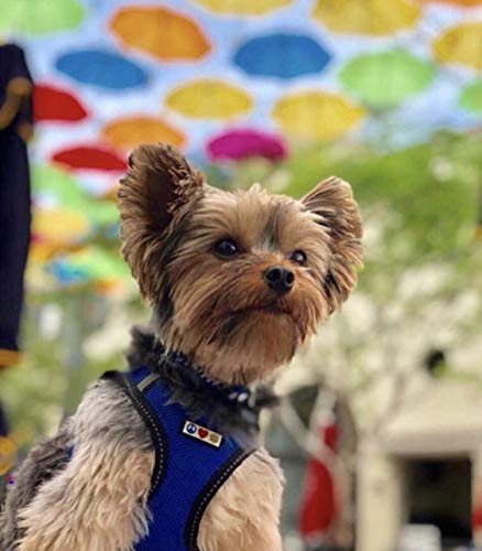 Pawtitas Arnes de Tela Antitirones Perro y Cachorros, Chaleco Acolchado para Mayor Comodidad, diseño Resistente, Ajustable y Transpirable Extra Extra Pequeño Azul