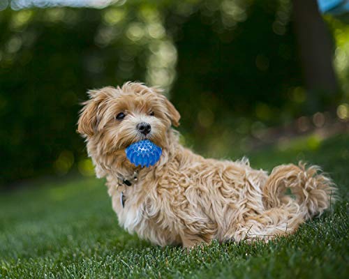 Petper Cw-0047EU - Juguete de pelota para perros (azul)