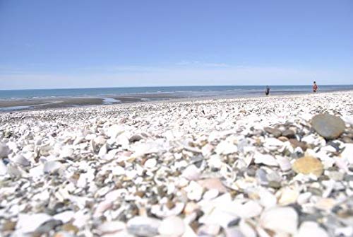 Piensos Fauna Conchilla de Ostra Saco 10kg.