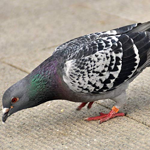 POPETPOP Anillos de Pie de Paloma 100 Piezas - Anillos de Pie de Pájaros Anillos de Pie de Aves Ligeros Duraderos Anillos de Pie de Número Anillos de Identificación Anillos para Palomas de Pollo Loro