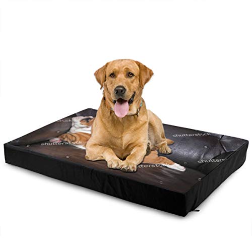 Qing_II Cama para Mascotas para Perros y Gatos Stock Foto Inglés Bulldog Puppy Relajado en Sofá de Cuero Negro para Cachorros y Gatitos con Funda extraíble