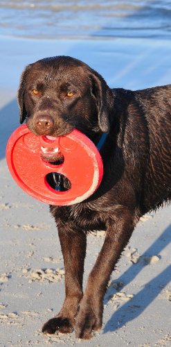 Rogz RFO Frisbee