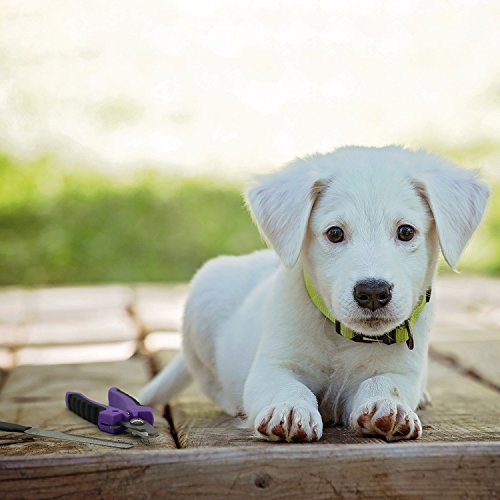 vitazoo cortaúñas para Mascotas de Acero Inoxidable Morado y Negro - alicate,Tijeras, Garras, Perros, Gatos, Animales pequeños