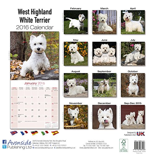 West Highland Terrier Calendar 2016 (Square)