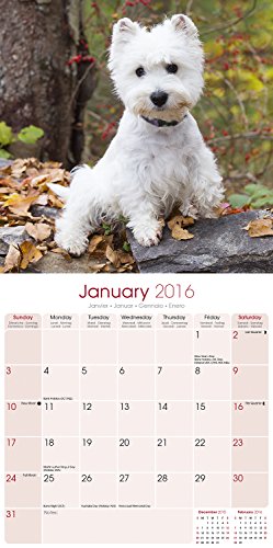 West Highland Terrier Calendar 2016 (Square)