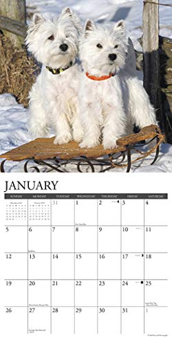 Willow Creek Press: Just Westies 2020 Wall Calendar (Dog Bre