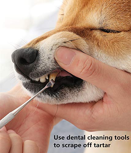 XQXC Kit De Limpieza De Dientes De Mascotas, Pluma De Limpieza De Dientes De Gatos y Perros, Elimine Eficazmente El Mal Aliento del Sarro De Los Perros, Gel De Cuidado Bucal para Mascotas Domésticas