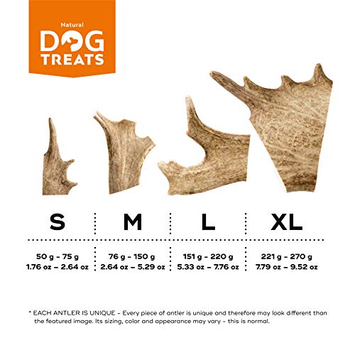 100% Natural Mordedor Asta de Gamo para Perros Cuerno Masticar Juguete, Tamaño X-Large