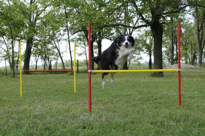 2 x Agility de ejercicios de conjunto de vallas de entrenamiento en rojo/amarillo, Original wuzz Muñeco