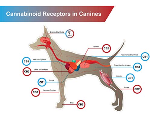 500mg MD Organics Pet Cáñamo puro Aceite para mascotas Perro Gato Caballo Alivio del dolor Articulaciones del estrés Sueño Estado de ánimo Estrés Omegas Grado humano Probado en laboratorio