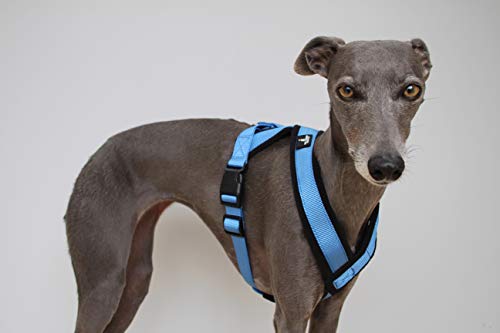 Arnés Azul en Forma de Y con Forro Polar y Correa Ajustable Whippets, Galgos Italianos, Lurchers, Galgos, Saluki, Sighthound