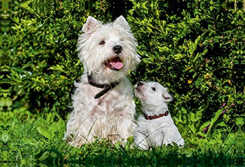 Calvendo Premium Lienzo 90 cm x 60 cm Horizontal, un Motivo del Calendario Kobold en 4 Patas, West Highland White Terrier Imagen sobre Lienzo, impresión en Lienzo Animales