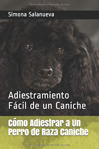 Cómo Adiestrar a Un Perro de Raza Caniche: Adiestramiento Fácil de un Caniche