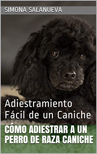 Cómo Adiestrar a Un Perro de Raza Caniche  : Adiestramiento Fácil de un Caniche