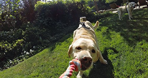 GoPro Fetch - Arnés de cámara GoPro para Mascota, Color Negro