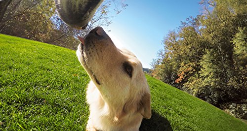 GoPro Fetch - Arnés de cámara GoPro para Mascota, Color Negro