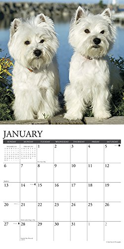 Just Westies 2019 Wall Calendar (Dog Breed Calendar)