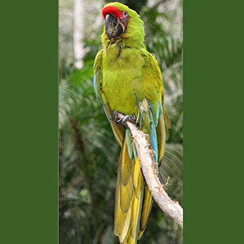 Naliovker ArnéS y Correa para PáJaros para Mascotas, Correa y ArnéS Ajustable para PáJaros Loro - Cuerda para Entrenamiento contra Mordeduras para Mascotas ArnéS y Correa (XS)