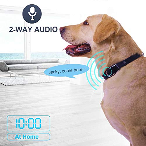 W-Pet Collar rastreador de Perro con Collar Ligero Impermeable rastreador de Perro con aplicación en Tiempo Real Monitor de Actividad Gratis en línea Plataforma de Seguimiento