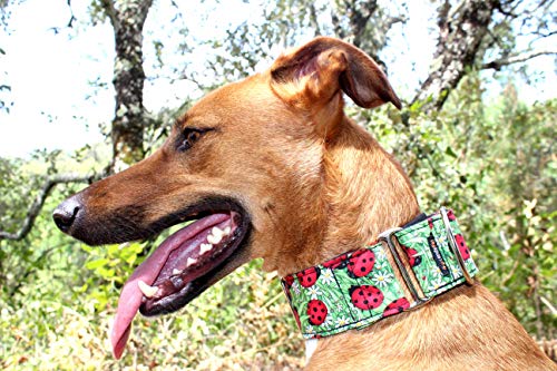 candyPet Collar Martingale para Perros - Modelo Mariquitas (M: Ancho 4 cm (30-50 cm diámetro))