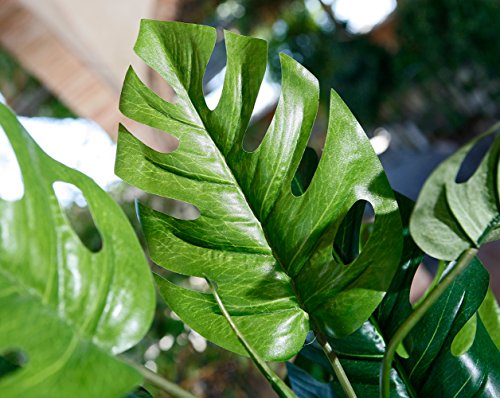 Catral 74010020 Planta artificial Monstera, 22.0x22.0x145.0 cm