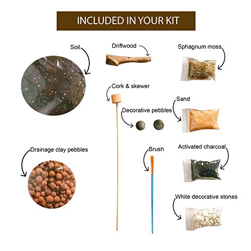 ConcreteLab&Co - Kit de terrario para suculentas y plantas de cactus con guía paso a paso, incluye tierra, carbón, musgo, arena y cepillo., Múltiples materiales, Small