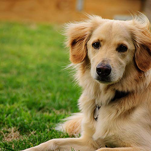 Dierlin Correa para cadena de perro, resistente y antimasticable, metal básico, con mango de nailon acolchado para perro de tamaño grande, 1,2 m de longitud, con collar de perro gratis