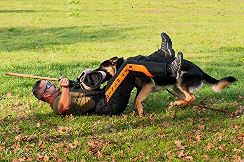 DINGO GEAR - Traje de Entrenamiento para Perros para señuelo de agitación IGP Sports