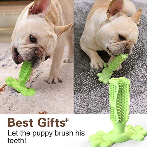 GingerUP Cepillo de Dientes en Perro Jugar - Dog Brushing Stick - Limpieza de higiene Dental - Juguete para Masticar S