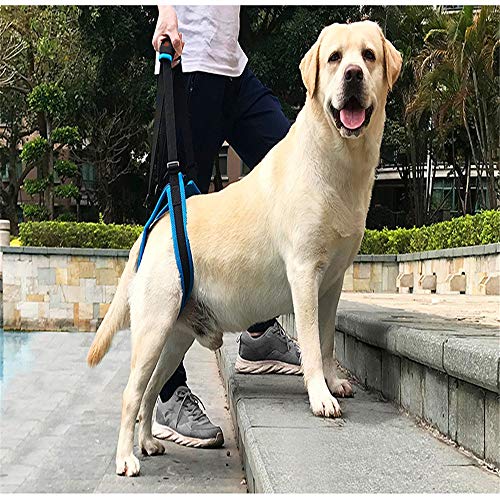 Gulunmun Collares Básicos Escaleras para Perros Cinturón Auxiliar Correa para Mascotas Pierna para Caminar Cinturón De Soporte Pierna Posterior Discapacidad Lesiones Alta Edad, L