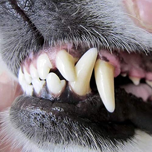 Herewegoo Spray Bucal para Mascotas Ambientador para Aliento para Perros Cuidado Oral Mal Aliento Limpieza De Los Dientes Cuidado Dental Ambientador para Eliminar La Placa para El Cachorro De Perro