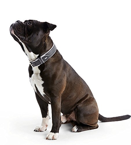 HUNTER Collar para Perro, Piel de Alce Canadiense