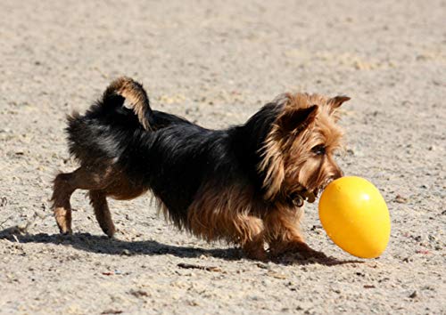 Jolly Pets - Huevo de Juguete para Perro, 20 cm, Color Amarillo