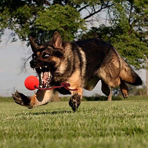 KAJIMMA 1Pcs Bolas para Perros, Juguetes para Masticar Perros Pelota de Goma para Perros La Pelota sólida rebota Extremadamente Durable, Natural y Brillante (S)