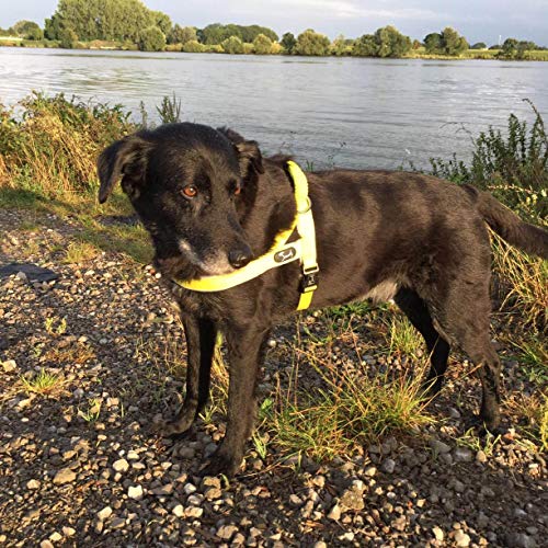 Lampop Arnés para Perros, Reflectante, Impermeable, Duradero, arnés Ajustable para Perros pequeños a medianos