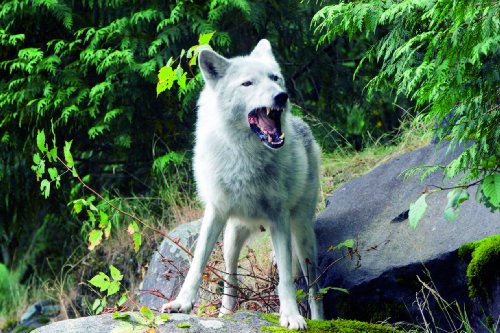 Lost in Wilderness - Unter Wölfen (DVD) [Alemania]