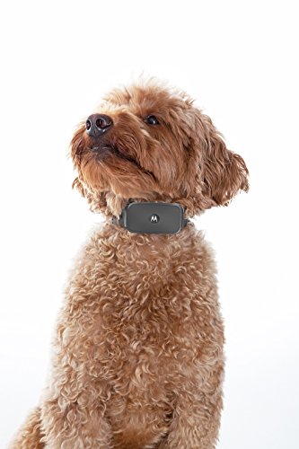 Motorola BARK200U - Collar ultrasónico de Control de ladridos para Perros (ningún Choque), Color Negro