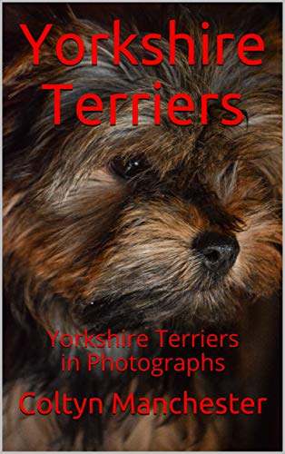 Yorkshire Terriers: Yorkshire Terriers in Photographs (English Edition)