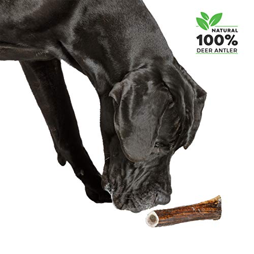 100% Natural Asta de Ciervo para Perro Cuerno Masticar Hueso Juguete, Tamaño Medium