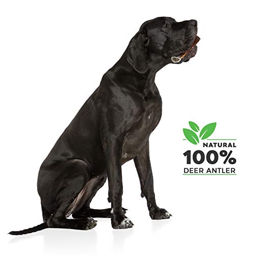 100% Natural Asta de Ciervo para Perro Cuerno Masticar Hueso Juguete, Tamaño Medium