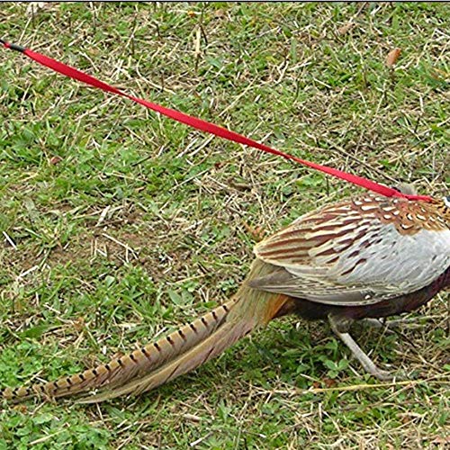 ACAMPTAR ArnéS y Correa para PáJaros para Mascotas, Correa y ArnéS Ajustable para PáJaros Loro - Cuerda para Entrenamiento contra Mordeduras para Mascotas ArnéS y Correa (S)