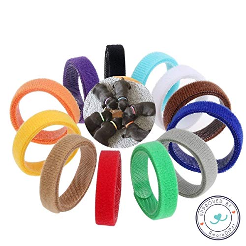 AmoreDiPET - Collares de identificación para cachorro – 12 collares ajustables, fácil manera de mantener un seguimiento de sus cachorros