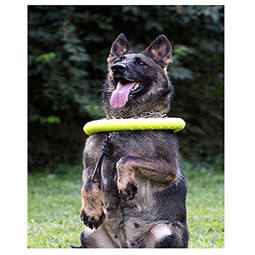 Anillo Grande de Juguetes para Perro Flotante de Agua, al Aire Libre Fitness Volando Discos, Tug of War Interactivo Anillo de Entrenamiento para Perros medianos y Grandes